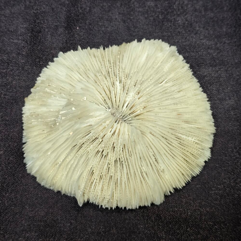 Natural White Dried Mushroom Skeleton Coral Reef Stone Ocean Treasure Display